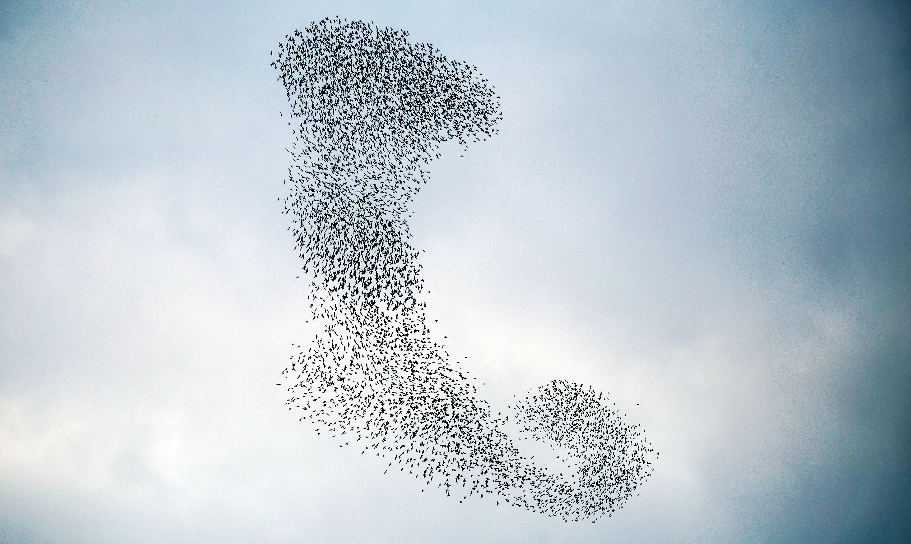 Amorphous blob of small birds in flight.